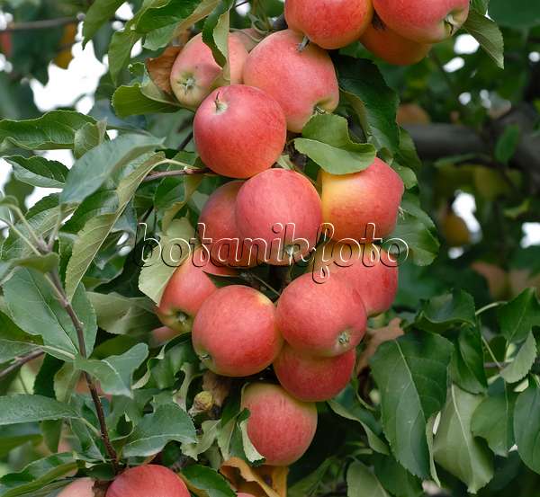 471414 - Orchard apple (Malus x domestica 'Gala')