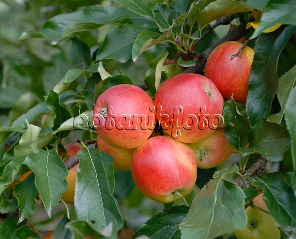 471415 - Orchard apple (Malus x domestica 'Gala')