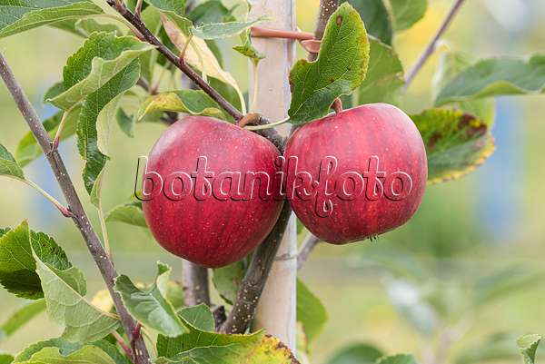 616026 - Orchard apple (Malus x domestica 'Gala Galaxy')