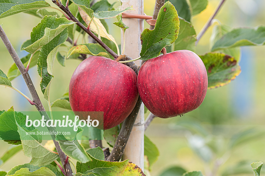 616026 - Orchard apple (Malus x domestica 'Gala Galaxy')