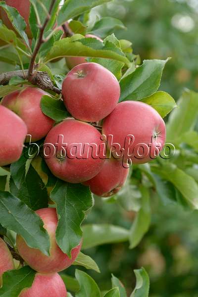 547204 - Orchard apple (Malus x domestica 'Gala King')