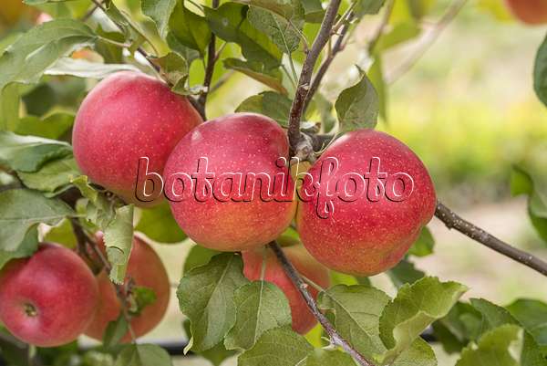 635123 - Orchard apple (Malus x domestica 'Galiwa')