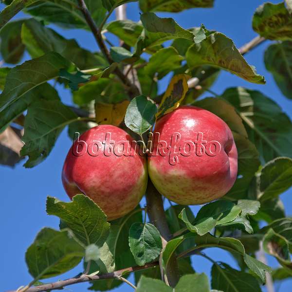 517317 - Orchard apple (Malus x domestica 'Gascoynes Scharlachroter') in front of a blue sky