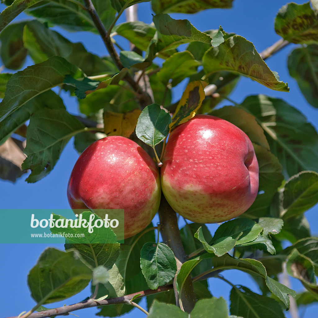 517317 - Orchard apple (Malus x domestica 'Gascoynes Scharlachroter') in front of a blue sky