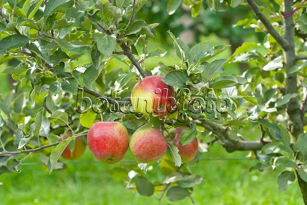 502272 - Orchard apple (Malus x domestica 'Geheimrat Breuhahn')