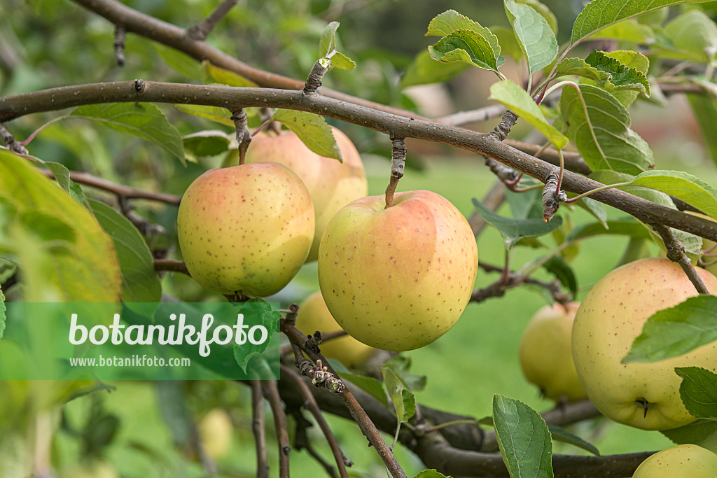 616027 - Orchard apple (Malus x domestica 'Gelber Bellefleur')