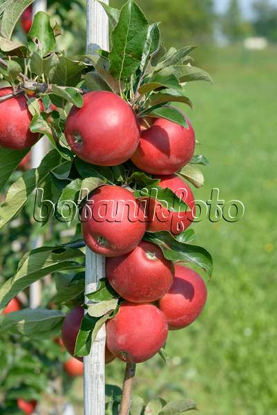 575147 - Orchard apple (Malus x domestica 'Gemini')