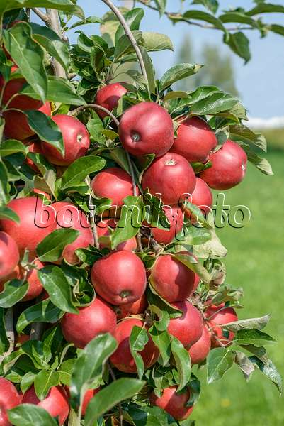 575148 - Orchard apple (Malus x domestica 'Gemini')