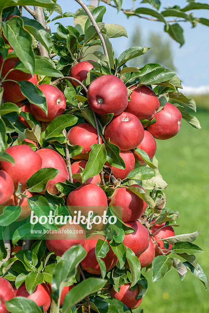 575148 - Orchard apple (Malus x domestica 'Gemini')