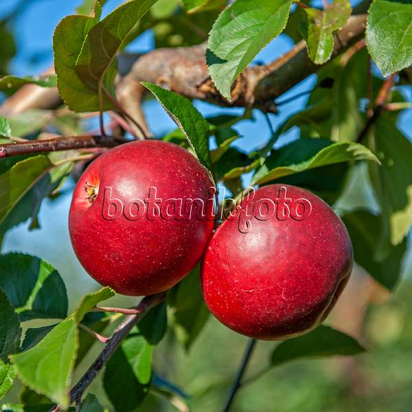 616028 - Orchard apple (Malus x domestica 'Gerlinde')