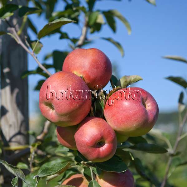 517318 - Orchard apple (Malus x domestica 'Gestreifter Herbstkalvill') in front of a blue sky