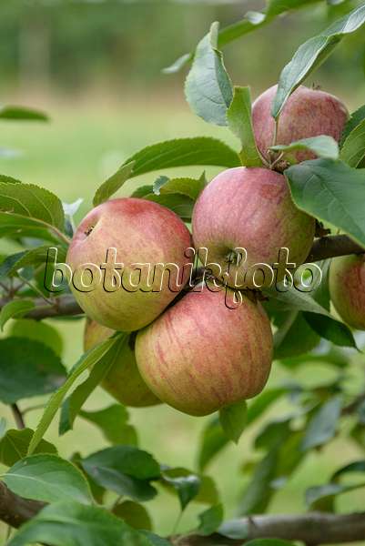 547182 - Orchard apple (Malus x domestica 'Gewürzluiken')