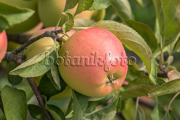 635078 - Orchard apple (Malus x domestica 'Gold Pink')