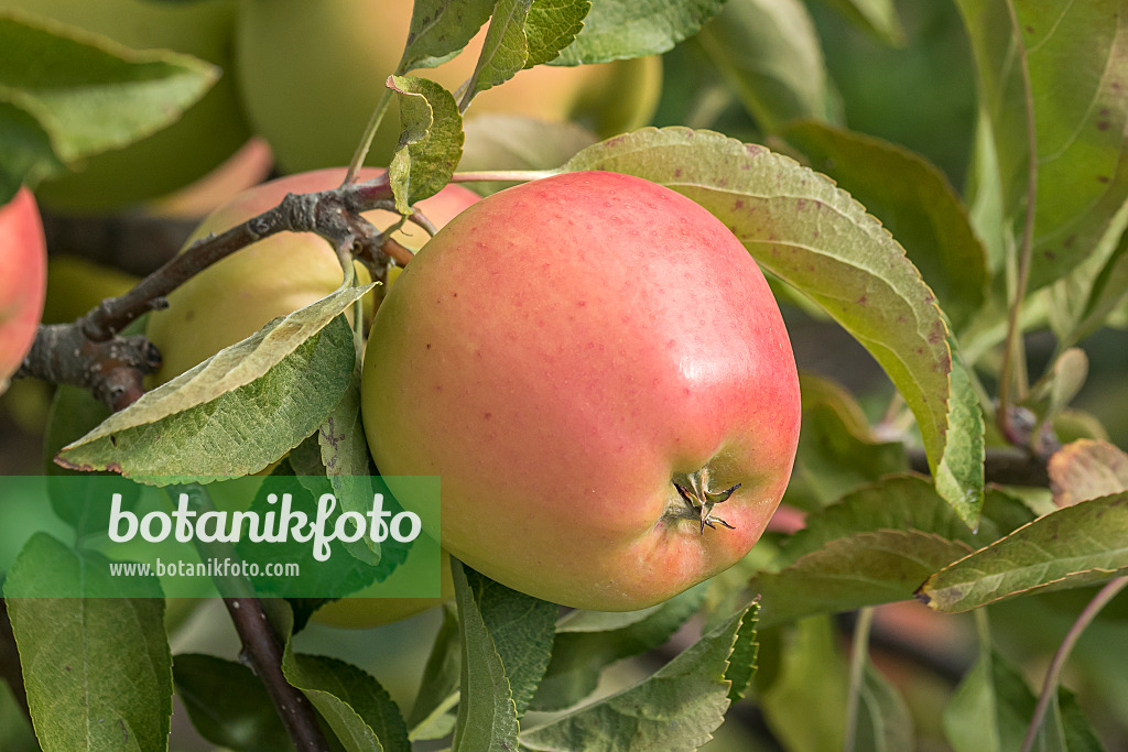 635078 - Orchard apple (Malus x domestica 'Gold Pink')