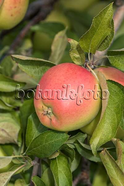 635079 - Orchard apple (Malus x domestica 'Gold Pink')