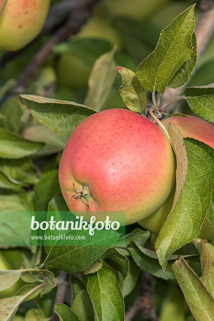 635079 - Orchard apple (Malus x domestica 'Gold Pink')