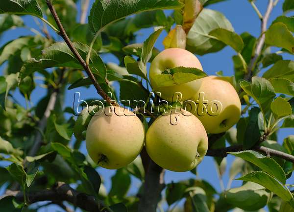 471417 - Orchard apple (Malus x domestica 'Golden Delicious')