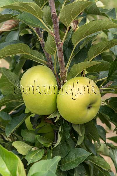 635080 - Orchard apple (Malus x domestica 'Goldlane')