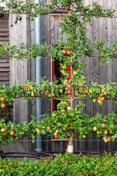 464046 - Orchard apple (Malus x domestica 'Goldparmäne')