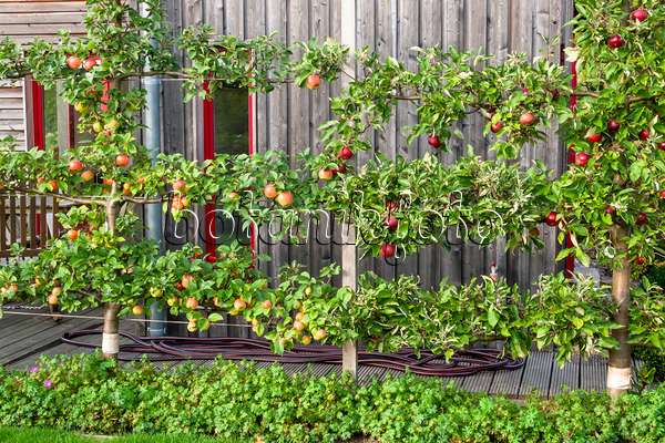464047 - Orchard apple (Malus x domestica 'Goldparmäne')