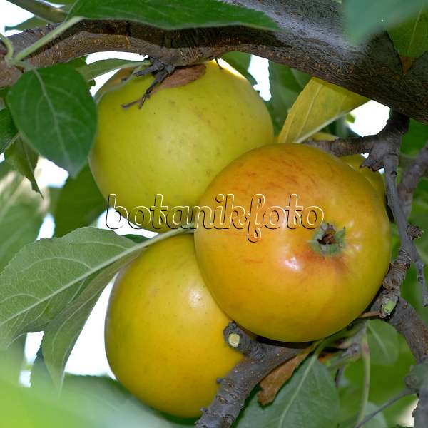 471418 - Orchard apple (Malus x domestica 'Goldparmäne')