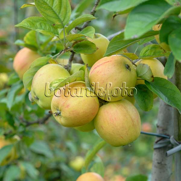 575164 - Orchard apple (Malus x domestica 'Goldparmäne')