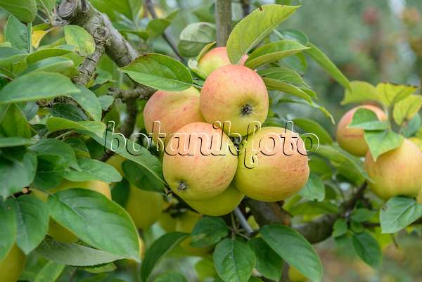 575165 - Orchard apple (Malus x domestica 'Goldparmäne')