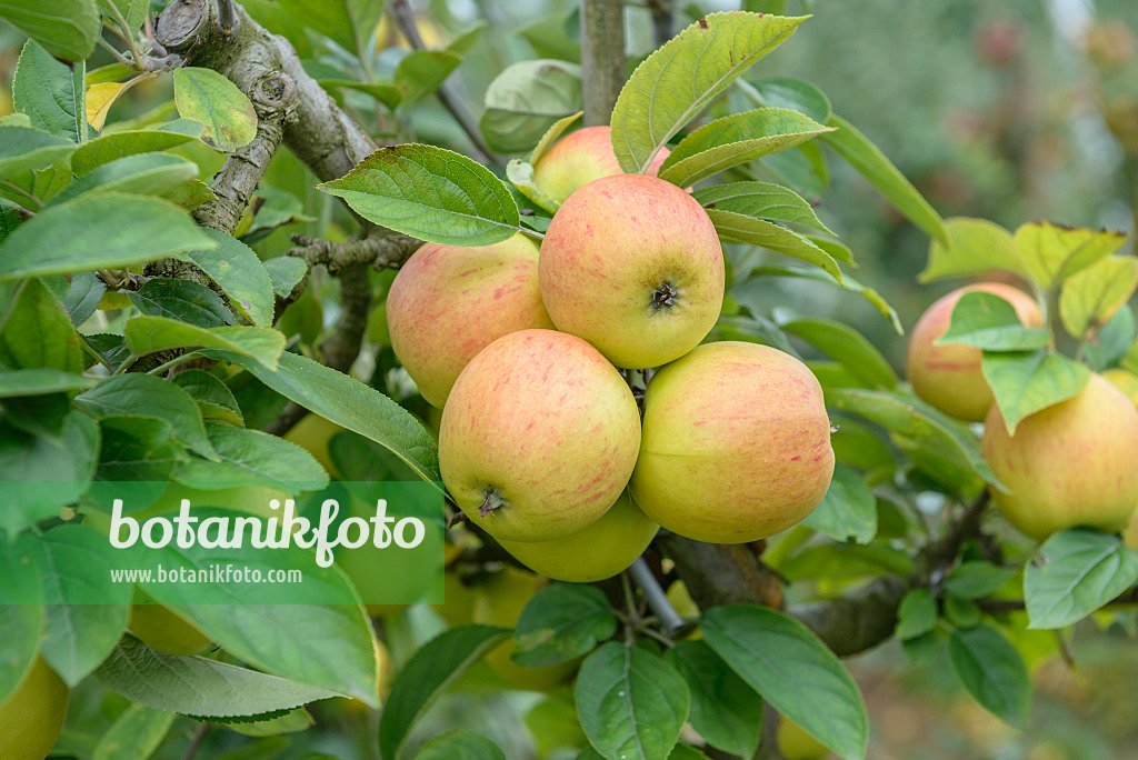 575165 - Orchard apple (Malus x domestica 'Goldparmäne')