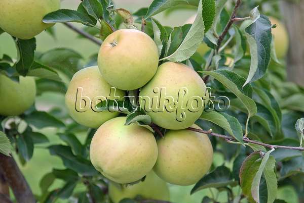502294 - Orchard apple (Malus x domestica 'Goldrush')