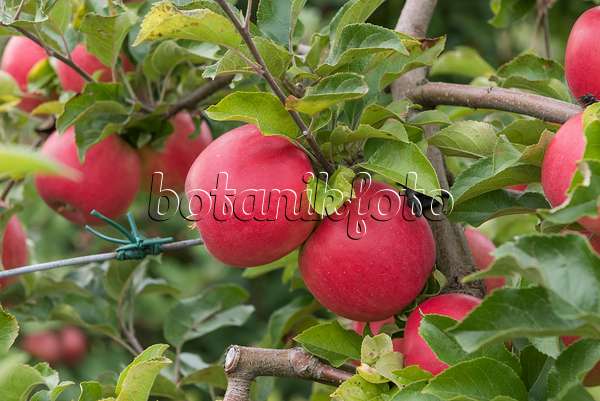 616029 - Orchard apple (Malus x domestica 'Gradirose')