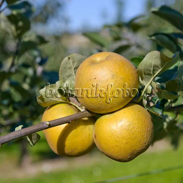 517319 - Orchard apple (Malus x domestica 'Graue Französische Renette')