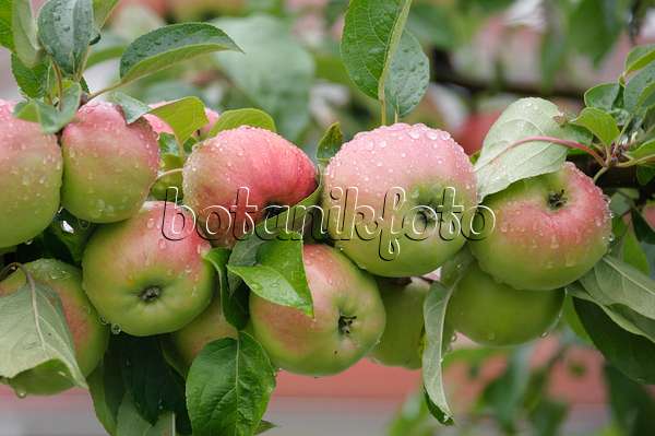 535351 - Orchard apple (Malus x domestica 'Gravensteiner')
