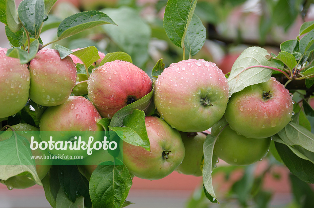 535351 - Orchard apple (Malus x domestica 'Gravensteiner')