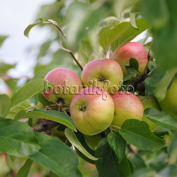 535352 - Orchard apple (Malus x domestica 'Gravensteiner')