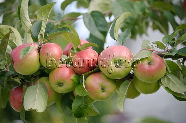 535353 - Orchard apple (Malus x domestica 'Gravensteiner')