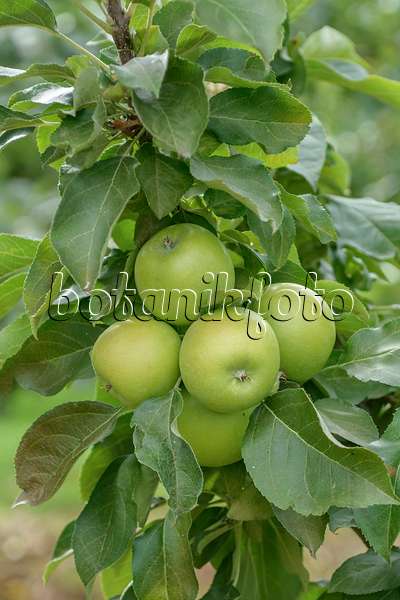 547183 - Orchard apple (Malus x domestica 'Greencats')