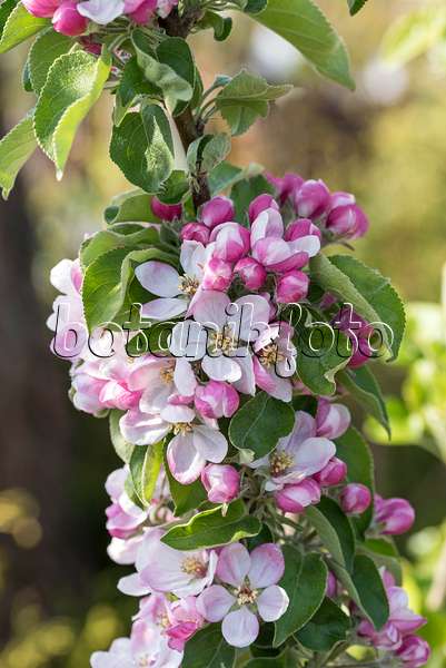 616030 - Orchard apple (Malus x domestica 'Greencats')
