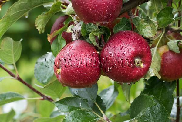 616032 - Orchard apple (Malus x domestica 'Gusto')