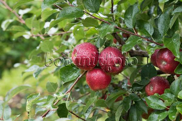 616033 - Orchard apple (Malus x domestica 'Gusto')