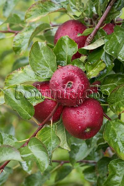 616034 - Orchard apple (Malus x domestica 'Gusto')