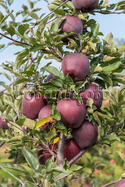 616036 - Orchard apple (Malus x domestica 'Jeromine')
