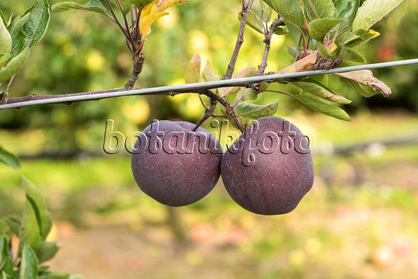 616037 - Orchard apple (Malus x domestica 'Jeromine')