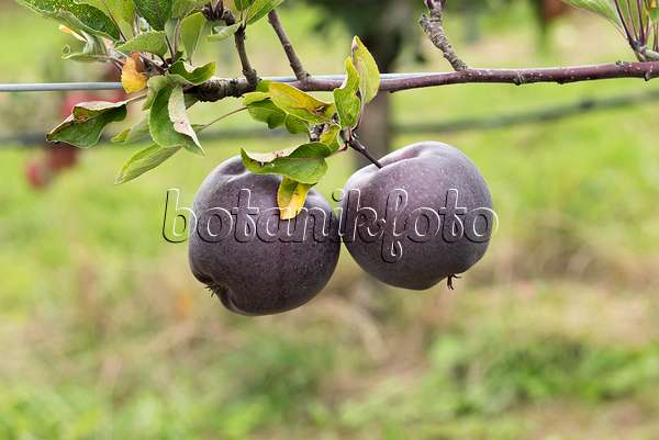 616038 - Orchard apple (Malus x domestica 'Jeromine')