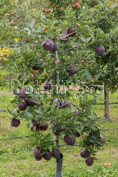 616039 - Orchard apple (Malus x domestica 'Jeromine')