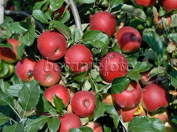 471419 - Orchard apple (Malus x domestica 'Jonafree')