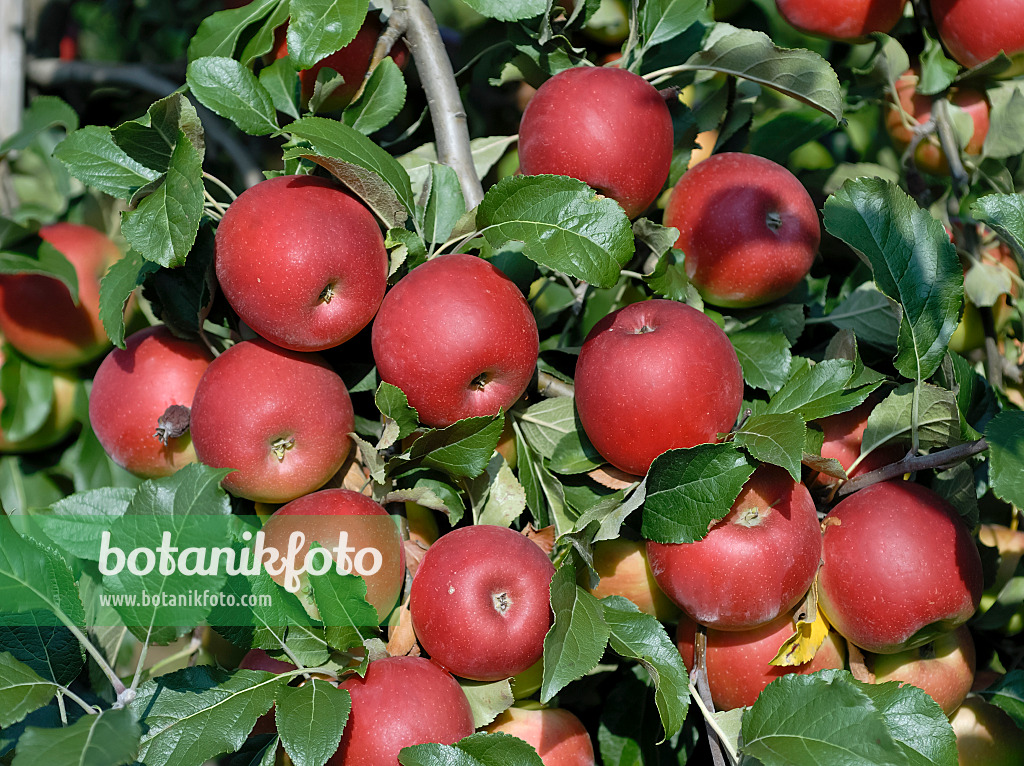 471419 - Orchard apple (Malus x domestica 'Jonafree')