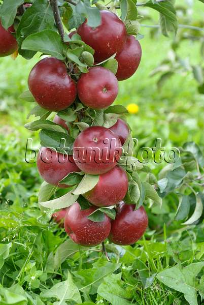 517328 - Orchard apple (Malus x domestica 'Katrina')