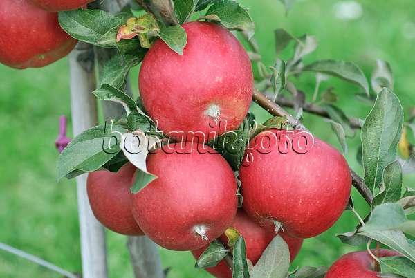 502276 - Orchard apple (Malus x domestica 'La Flamboyante')