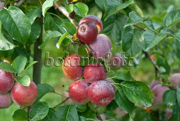 490097 - Orchard apple (Malus x domestica 'Liberty')