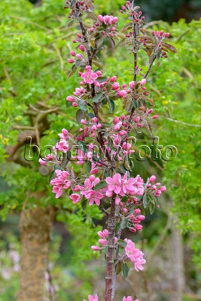 575152 - Orchard apple (Malus x domestica 'Maypole')